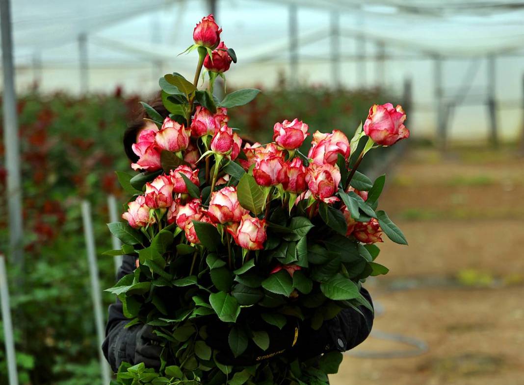 Hasat başladı, ithalat fiyatı düşürdü: Tanesi 30 TL! Özel günlerde kapış kapış satılıyor 8